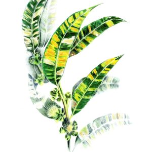 Sandra Gudze - Leafy Designs A4 print