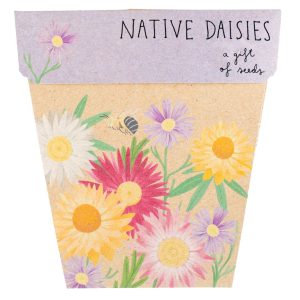 Gift of Seeds - Native Daisies