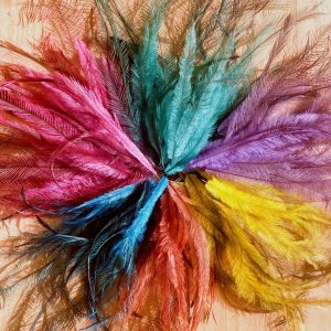 Colourful emu feathers dyed in bright colours