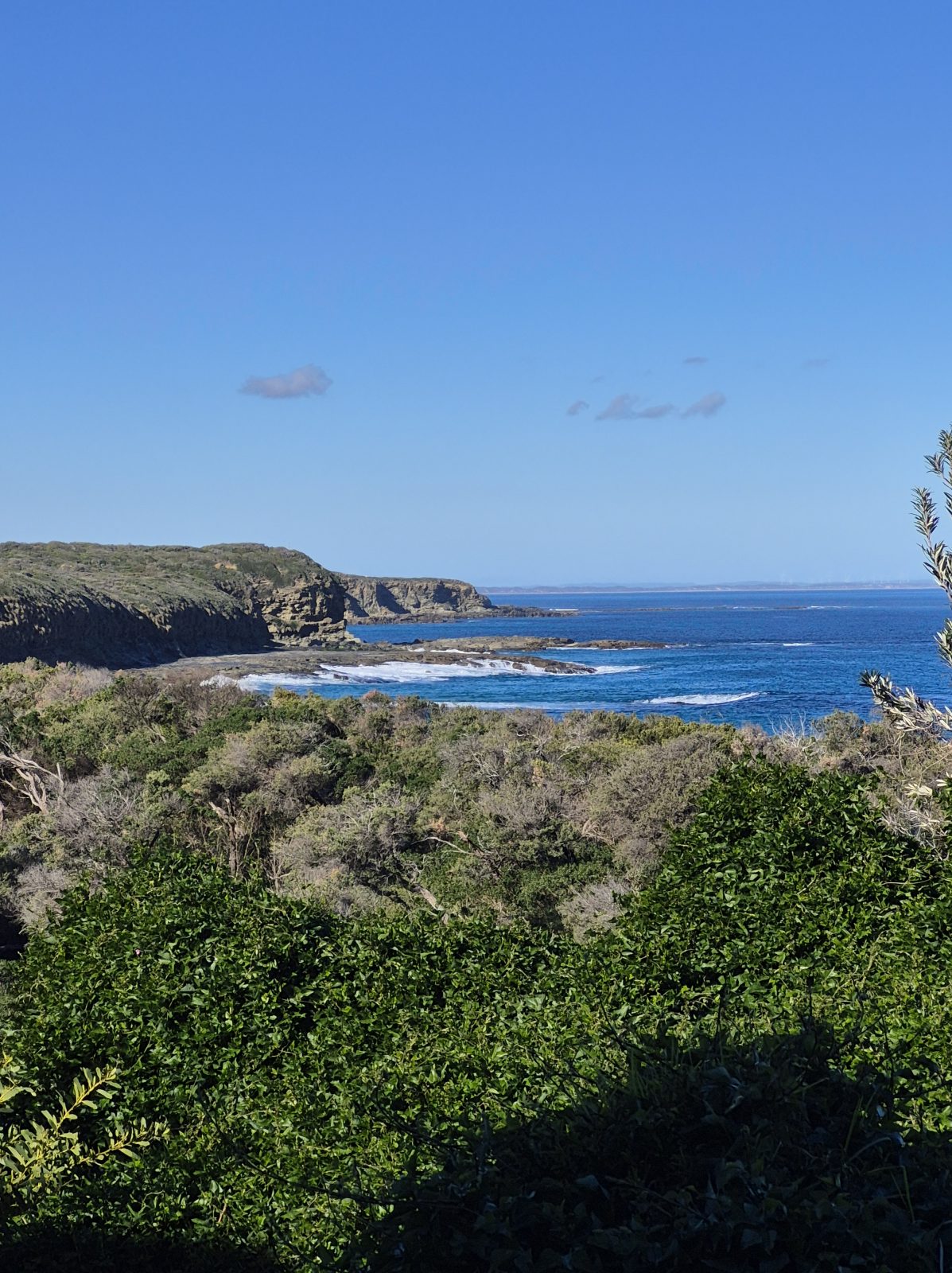 Seahorse Creations AU